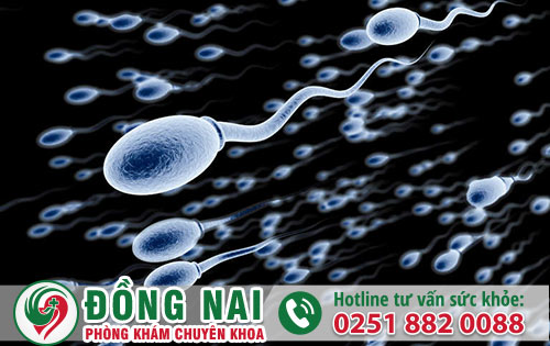 da khoa hong phuc