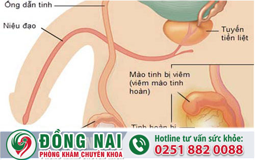 da khoa hong phuc
